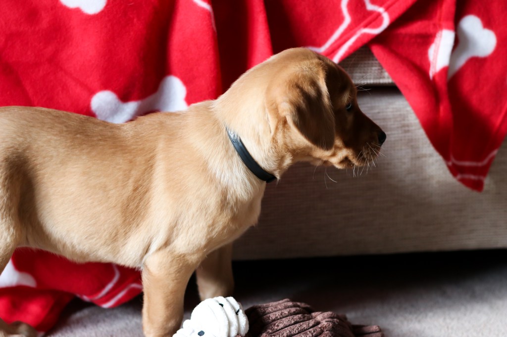 She has stolen our hearts and so we couldn't resist treating her today with some new toys and treats.`