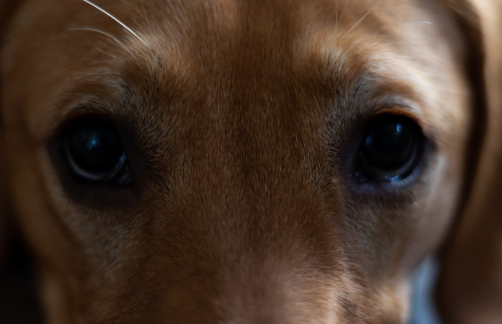 1 year with our&nbsp;Honey